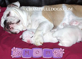 English bulldog puppies